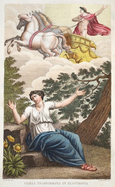 Clytie into a Flower or Clizia Transformata in Eliotropia, Book IV, illustration from Ovid
